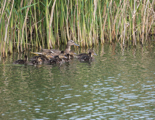 Wild Female Mallard duck with youngs ducklings. Anas platyrhynchos in the water. Beauty in nature. Spring time. Birds swimming on lake with reeds. Young ones.