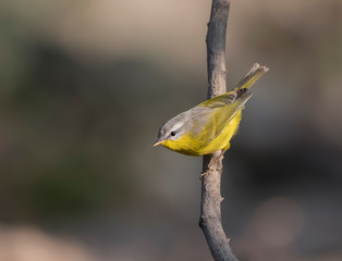 Grey-hooded warbler (Phylloscopus xanthoschistos) 