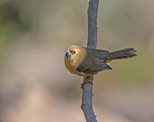 Black-chinned babbler