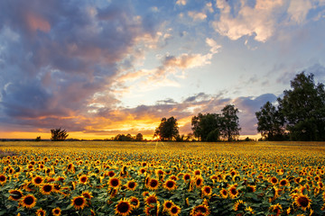 Romantic sunflower field in the sunset with impressive sky.