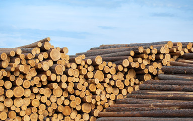 Pile of pine logs in a sawmill for further processing.