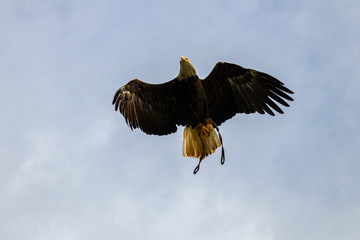 bald eagle in flight