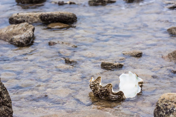 Giant clam in to the sea.Thailand.