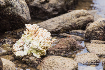 White corals on the rock in the sea.Thailand.