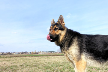 Background german shepherd in the field