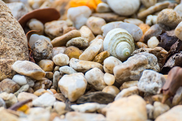 One large seashell lies on top of many small round seashells.Thailand.