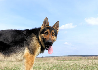 Background german shepherd in the field