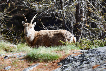 Il camoscio ci guarda incuriosito.