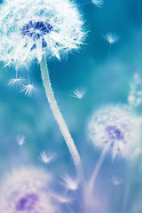 Summer natural floral background. White dandelions on a blue and pink background. Soft focus.