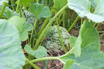 cabbage in the garden