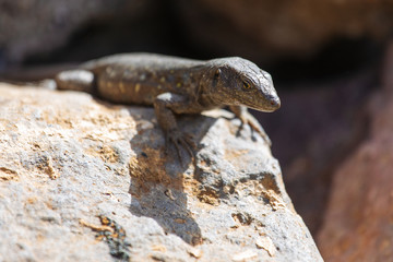 Lizard close up. Wild nature and animal background. Wildlife, reptile