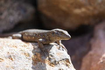 Lizard close up. Wild nature and animal background. Wildlife, reptile