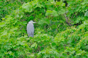 heron on tree