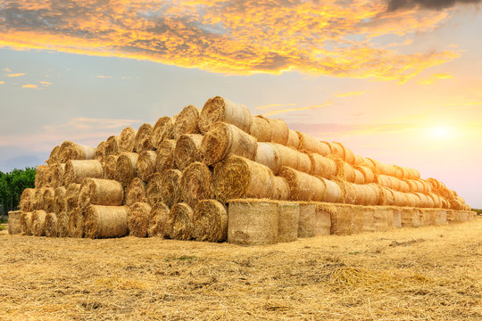 Round straw bales haystack on farmland at sunset