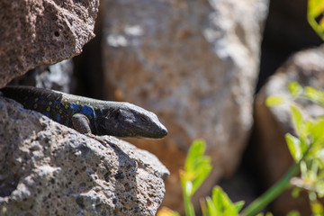 Lizard close up. Wild nature and animal background. Wildlife, reptile
