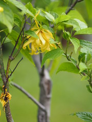 Cananga odorata Ylang-ylang name of flower Waves Gray bark Bouquet of flowers into a cluster Yellow or green petals are fragrant