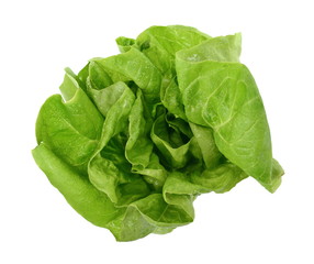 Fresh green salad isolated on white background. Food background with drops of water. Fresh butterhead salad. Green butter lettuce vegetable or salad on white surface. 