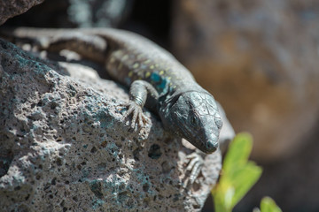 Lizard close up. Wild nature and animal background. Wildlife, reptile