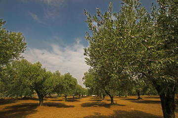 Olive trees in the Aegean region