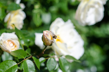 Fototapeta na wymiar The rose scented with its pollen attracts bees!