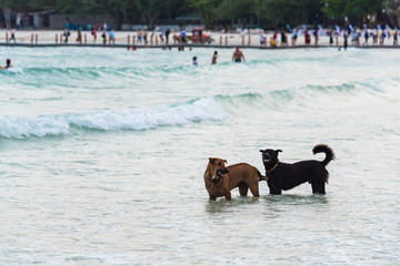 Two Dog Running on the Beach.Dog in the sea.Thailand.