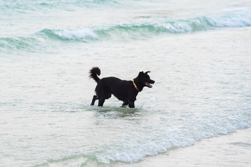 Dog Running on the Beach.Dog in the sea.Thailand.
