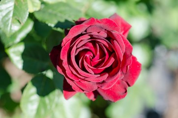 red roses, perfect to donate to valentine's day! purple red rose, intense color, symbol of passion and strength. The petals give off an intense scent that fills the air of the garden. designing a park