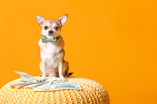 Cute chihuahua dog with money on wicker pouf against color background