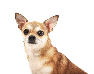 Cute chihuahua dog on white background
