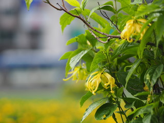 Cananga odorata Ylang-ylang name of flower Waves Gray bark Bouquet of flowers into a cluster Yellow or green petals are fragrant space blurred of nature background for write