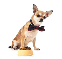 Obraz premium Cute chihuahua dog near bowl with food on white background