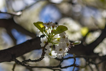 flower in spring