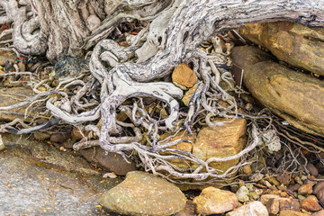 The spreading root system of the old tree on the ground. The variety of shapes in wild nature. Perfect background for the various kinds of collages, illustrations and digital media.Thailand.