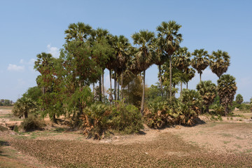 Palm Oasis in rural landscape at Battambang, Cambodia