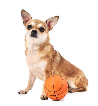 Cute Chihuahua Dog With Rubber Ball On White Background