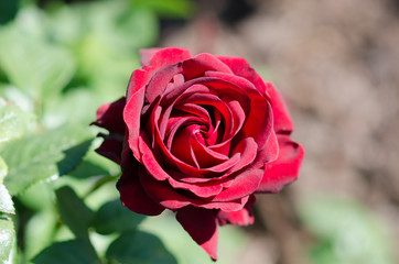 red roses, perfect to donate to valentine's day! purple red rose, intense color, symbol of passion and strength. The petals give off an intense scent that fills the air of the garden. designing a park