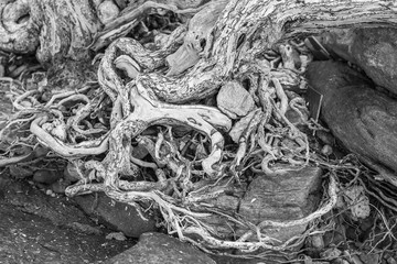 Photo Black and White of The spreading root system of the old tree on the ground. The variety of shapes in wild nature. Perfect background for the various kinds of collages,Thailand.