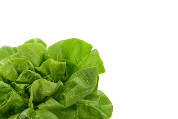 Fresh green salad isolated on white background. Food background with drops of water. Fresh butterhead salad. Green butter lettuce vegetable or salad on white surface. 