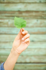 Female hand with fresh green leaf on wooden background. Eco concept