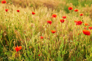 Ukrainian poppy field, ecological areas of Ukraine. Ukraine's Independence Day. Remembrance Day, Anzac Day tribute to the fallen.