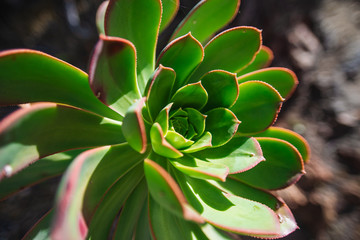 Succulent. Plant in the wild. Tenerife - Canary Islands, Spain. 