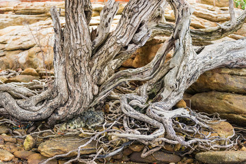The spreading root system of the old tree on the ground. The variety of shapes in wild nature. Perfect background for the various kinds of collages, illustrations and digital media.Thailand.