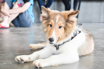 cutiest collie