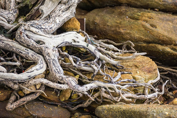 The spreading root system of the old tree on the ground. The variety of shapes in wild nature. Perfect background for the various kinds of collages, illustrations and digital media.Thailand.
