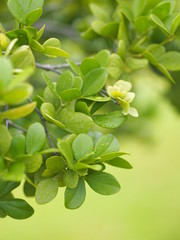 green leaf foreground blurred of nature background space for write