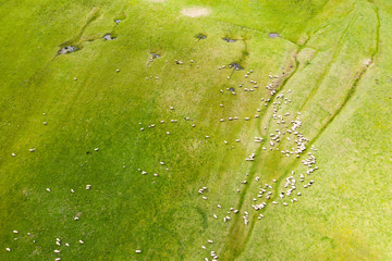 Grazing ships drone view.