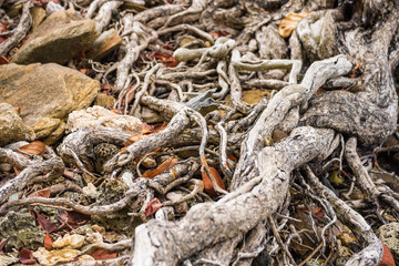 The spreading root system of the old tree on the ground. The variety of shapes in wild nature. Perfect background for the various kinds of collages, illustrations and digital media.Thailand.