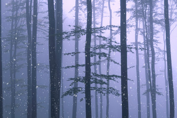 Winter foggy forest trees with snowfall