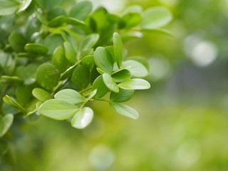 green leaf foreground blurred of nature background space for write