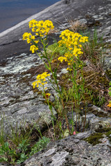 Bunias orientalis, Turkish wartycabbage, flowers